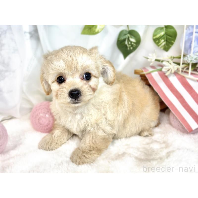 成約済の滋賀県のチワプー:チワワ×トイプードル-411741の2枚目